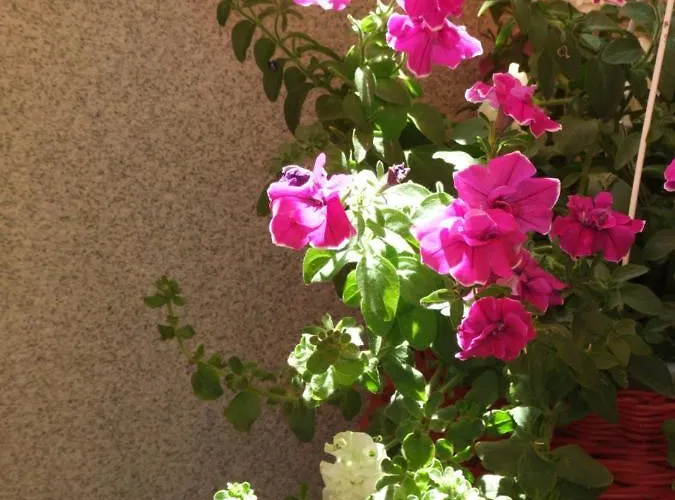 아파트 Studio Apartman Marita