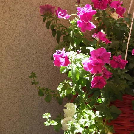 شقة Studio Apartman Marita